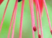 Fuchsia regia reitzii
