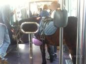 poney dans tramway Dijon