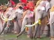 Thaïlande: Ceremonie elephants blancs [HD]