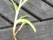 Revue presse semaine