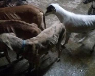 Les associations de protection animale accuse l'une d' entre elles