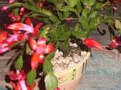 Revue presse semaine