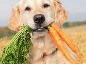 Connaissez-vous avantages carotte pour chien