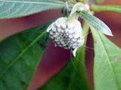 Edgeworthia, déjà nectar