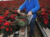 Poinsettias français sont plus solides