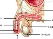 Hypertrophie bénigne prostate l'opération