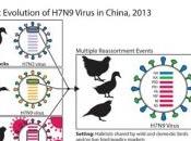 H7N9: virus actuel transmissible d'homme homme Science