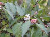 Viburnum farreri 'Nanum'