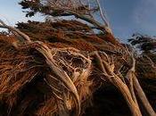 arbres torturés vent Nouvelle Zélande