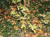 Prunus subhirtella 'Autumnalis'