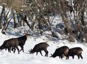 Bouc chamois faisant cours dames désintéressées…