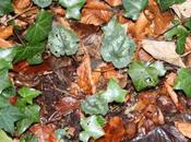 Cyclamen pseudibericum