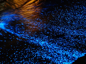 L’IMAGE JOUR Bioluminescent Phytoplankton