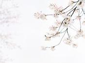 ochabang: sakura style mizulys Flickr.
