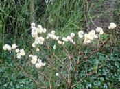 réveil l'Edgeworthia