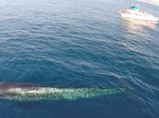 drones pour l’identification cétacés