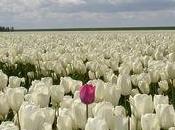 C'est saison tulipes, conseils pour bien conserver