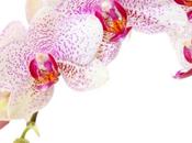 L’orchidée, symbole bien-être