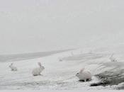 Andrea galvani