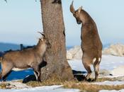 Duel entre deux étagnes…
