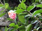 Qu'est-ce fait fleurir camellias