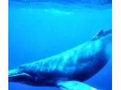 baleines bleues Costa Rica