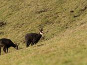 Deux chamois dans réserve Creux-du-Van