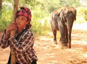 Surin: Elephants immersion Issan [HD]