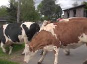 Vidéo d'un troupeau vaches leurs veaux libérés l'enfermement