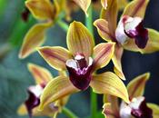 "1000 orchidées"