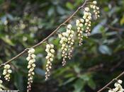 Quand faut-il tailler arbres, arbustes, rosiers vivaces