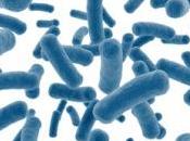 SYNDROME CÔLON IRRITABLE: Quand microbiote perd l'équilibre Microbiota Health World Summit 2014