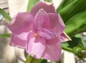 Multiplier Cucurma d'ornement