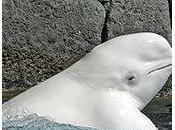 Comment captiver béluga