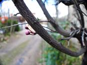 Bourgeons