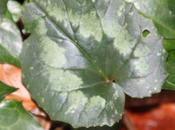 Cyclamen pseudibericum