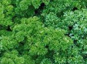 Semer persil pour rebord fenêtre