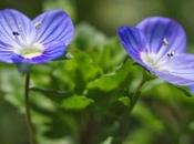 Petite fleur, témoignage Paule