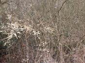 Chouette, j'ai prunellier