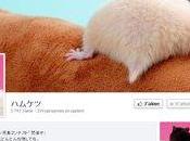 Hamster Butts page comme autres
