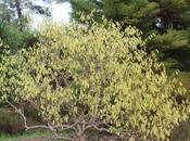 Corylopsis sinensis