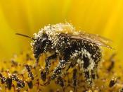 Europe, déclin abeilles frappe lourdement pays Nord