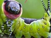 biologie c’est fantastique t’es belle pour chenille!