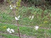 cerisier 'Sweetheart'