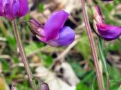 Lathyrus vernus (Gesse printannière)