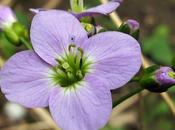 Cardamine pratensis (Cardanmine prés)