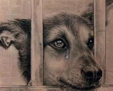 Poème du chien abandonné