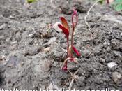 Semis d'arroche réussi