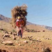 L'engagement femmes dans l'agriculture familiale paysanne