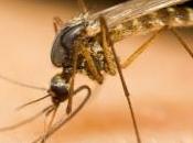 Brésil moustiques pour lutter contre dengue